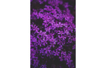 Krāšņais purpurs
